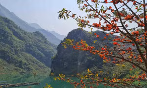 Mùa hoa gạo rực đỏ trên vùng cao nguyên đá