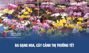 Đa dạng hoa, cây cảnh thị trường Tết