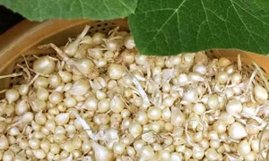 Mẹo tự nhiên giúp phòng ngừa sâu bệnh cho cây trồng