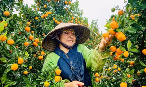 Chủ động chăm sóc, bảo vệ cây trồng vụ đông xuân