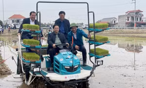 Thủ tướng xuống đồng cấy lúa, thu hoạch cà rốt cùng nông dân