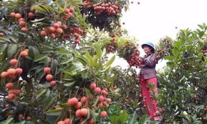 EU thay đổi quy định về dư lượng thuốc bảo vệ thực vật đối với nông sản