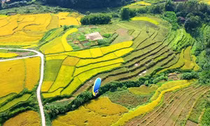 Hướng đi giàu triển vọng từ du lịch nông nghiệp
