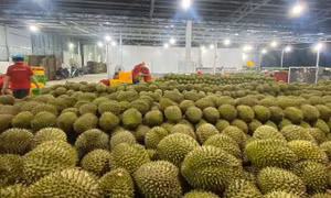 Giá cà phê, gạo, sầu riêng tăng vọt đầu năm