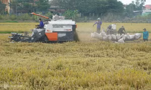 Giá lúa thấp nhất nửa năm