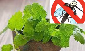 Mẹo đuổi muỗi khỏi phòng ngủ bằng 8 thảo dược cực hiệu quả