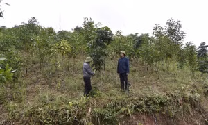 Sôi nổi vào vụ trồng rừng chính trong năm