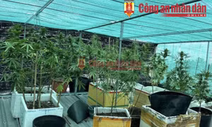 Nam sinh viên biến nóc nhà thành nơi trồng “cỏ”