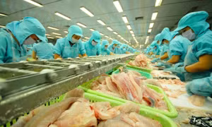 Xuất khẩu cá tra hướng tới mục tiêu 2 tỷ USD