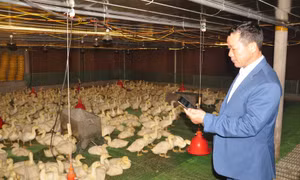 Cơ hội vàng cho nông dân chuyển mình