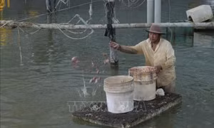 Nuôi ốc hương thương phẩm lãi hơn 1 tỷ đồng/năm