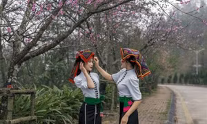 Fansipan miễn phí vé tàu hỏa cho du khách từ 5 tỉnh thành