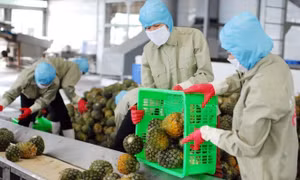 Sản xuất, xuất khẩu đầu năm: Nhiều gam màu tươi sáng