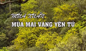 Mùa xuân – Mùa mai vàng Yên Tử