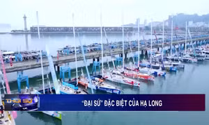 "Đại sứ" đặc biệt của Hạ Long
