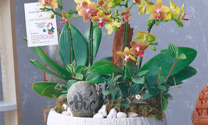 Mẫu thiết kế hoa lan độc quyền tại Hoa Theo Mùa