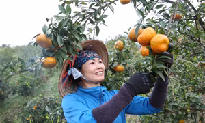 Đa dạng sản phẩm OCOP 