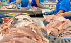 Trung Quốc chi nghìn tỷ mỗi tháng để mua cá tra Việt Nam