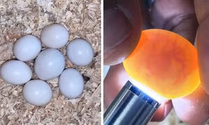 Mẹo phân biệt trứng cũ và trứng mới