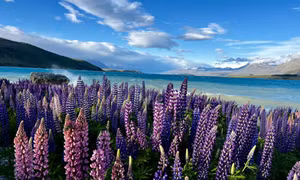 Ngắm hoa lupin khoe sắc bên hồ Tekapo, New Zealand