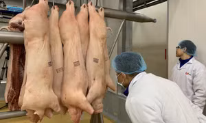 Giá lợn hơi tăng đón đầu Tết, thịt nhập khẩu chỉ 56.000 đồng/kg