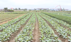 Quảng Yên tập trung sản xuất rau vụ đông
