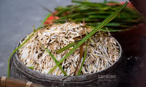 Phân biệt giá đỗ ngâm hóa chất và giá sạch bằng mắt thường