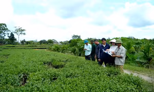 Đổi mới tư duy để phát triển nông nghiệp bền vững