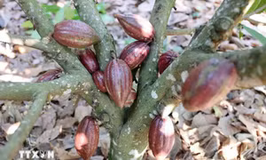 Giá cacao tiếp tục bứt phá leo lên đỉnh lịch sử do lo ngại thiếu nguồn cung
