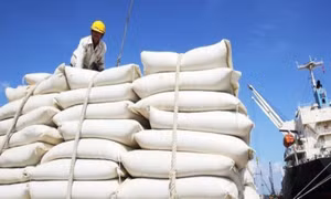Dự báo thị trường gạo 2025 tiếp tục khởi sắc