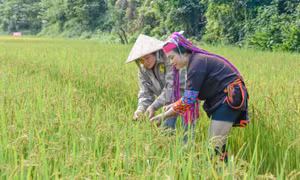 Làm việc Đảng, lo việc dân