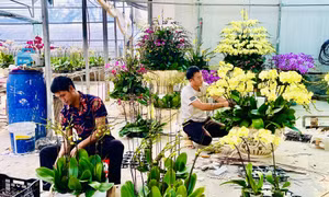 Nhà vườn sẵn sàng cho vụ hoa Tết