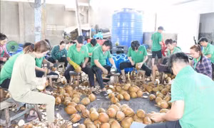 Dấu ấn mới trong xuất khẩu rau quả Việt Nam