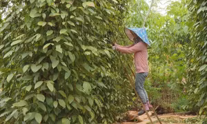 Hoa Kỳ là thị trường xuất khẩu lớn nhất của hồ tiêu Việt Nam