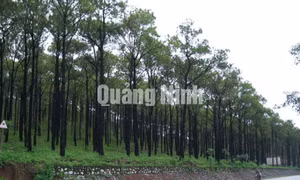 Kết quả sản xuất, kinh doanh lĩnh vực nông- lâm- ngư nghiệp tỉnh Quảng Ninh