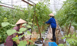 Công ty CP Song Hành (xã Tiền An, TX Quảng Yên)
