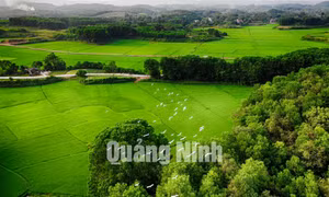 Rừng cò núi Hứa
