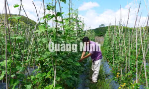Nông thôn mới TP Uông Bí