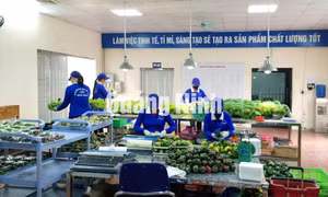Cơ sở sản xuất rau thuỷ canh Green farm 188 (TX Đông Triều)