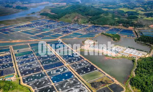 Dự án Khu phức hợp sản xuất giống và nuôi tôm công nghệ cao siêu thâm canh (xã Đầm Hà)