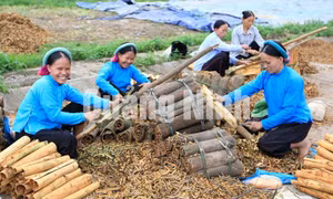 Mùa quế ở Bình Liêu