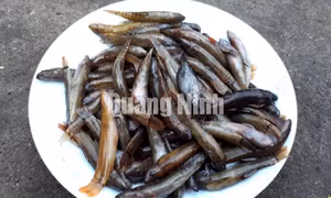 Cá suối