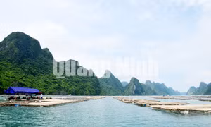 Công ty TNHH Đầu tư phát triển sản xuất Hạ Long (Vân Đồn)