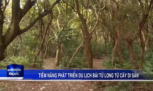 Tiềm năng phát triển du lịch Bái Tử Long từ cây di sản