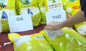 “Ma trận” gạo ST25: Thật giả lẫn lộn
