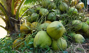 Ăn dừa có thể giảm nguy cơ ung thư