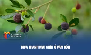 Mùa thanh mai chín ở Vân Đồn