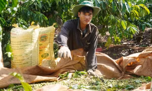 Cà phê sốt giá, nông dân tiếc vì bán sớm