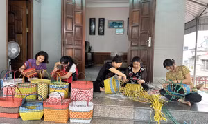 Thúc đẩy tuần hoàn chất thải rắn hữu cơ