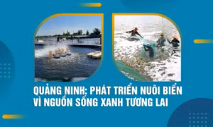 Quảng Ninh: Phát triển nuôi biển vì nguồn sống xanh tương lai